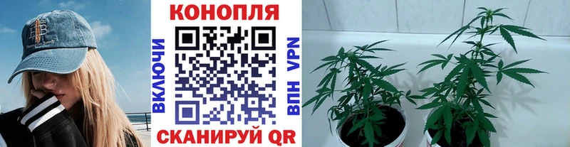 где найти наркотики  Нерехта  МЕГА   Бошки марихуана конопля 
